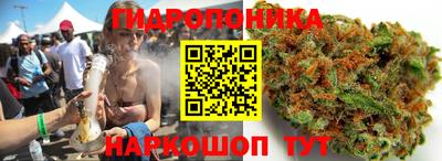 индика Кингисепп